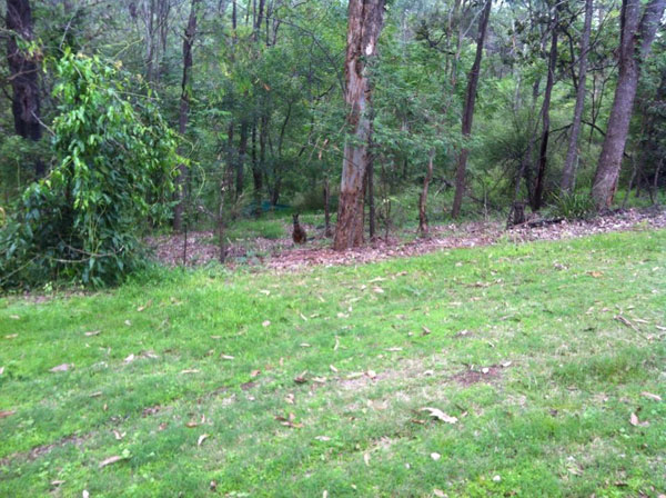 wallaby