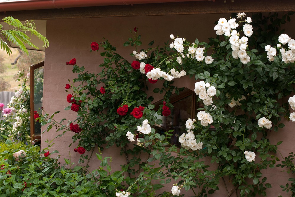 RosewoodKindergarten