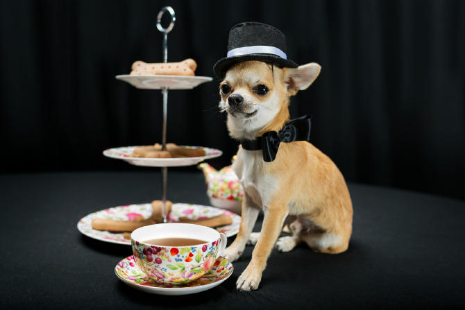 PoochFeature