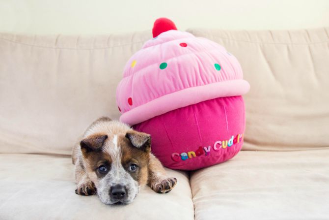 rspca_cupcake_feature