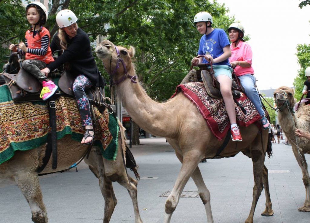 camels christmas in the city