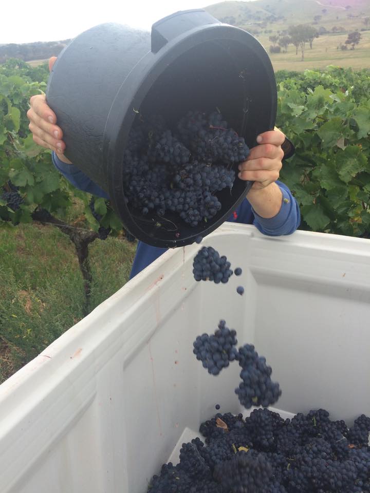 2015 Wily Trout harvets