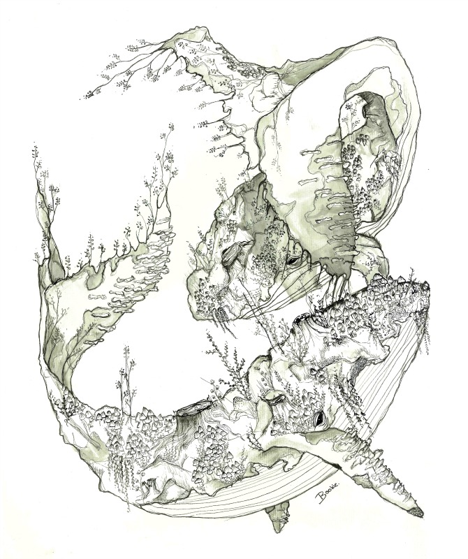 Whales-boyandgirlco feature