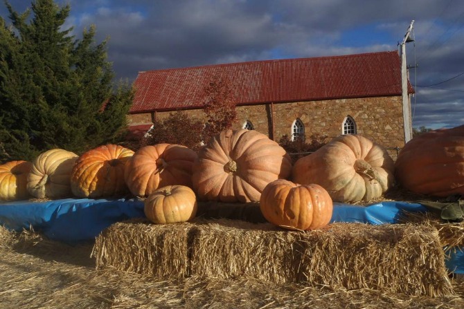 pumpkin festival feature