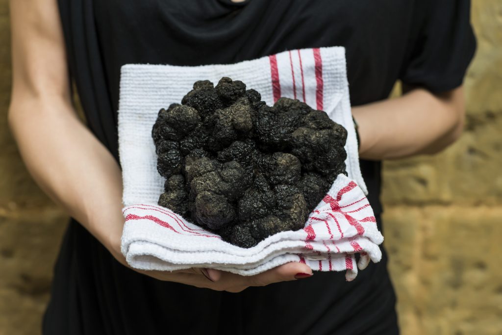 biggest black truffle Dordogne Perigord France