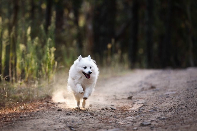 Buddy_1