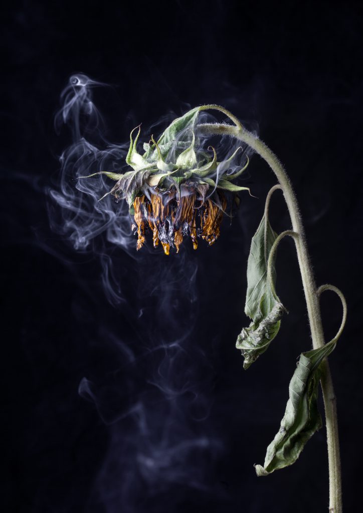 a3_flowers-1044-2