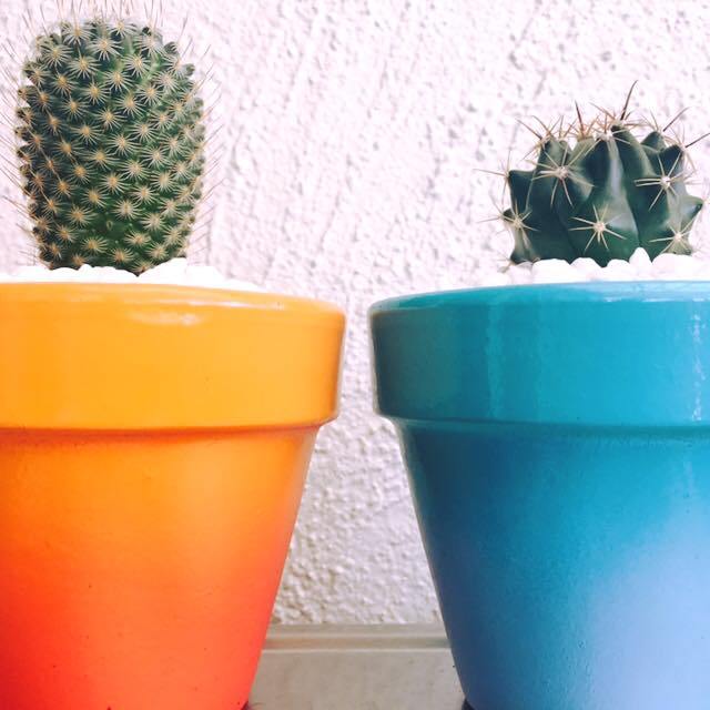 cacti