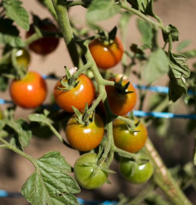 Fig Tree Farm in Wee Jasper_MartinOllman_1