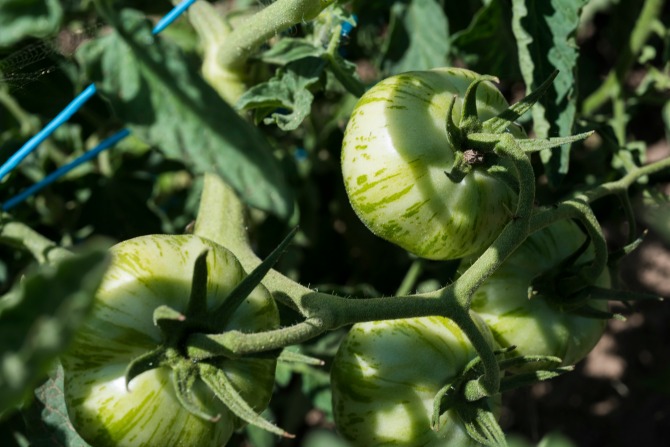 Fig Tree Farm in Wee Jasper_MartinOllman_3