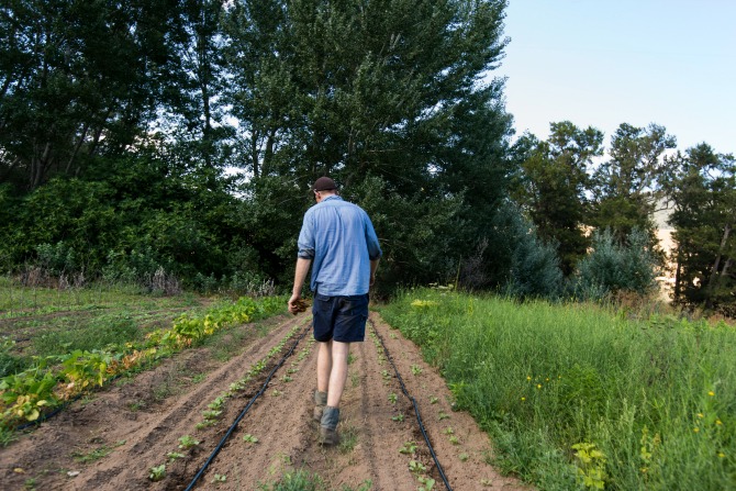 Fig Tree Farm in Wee Jasper_MartinOllman_6