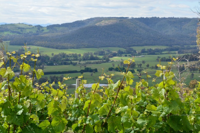 King Valley Views_La Dolce Vita 2017_2