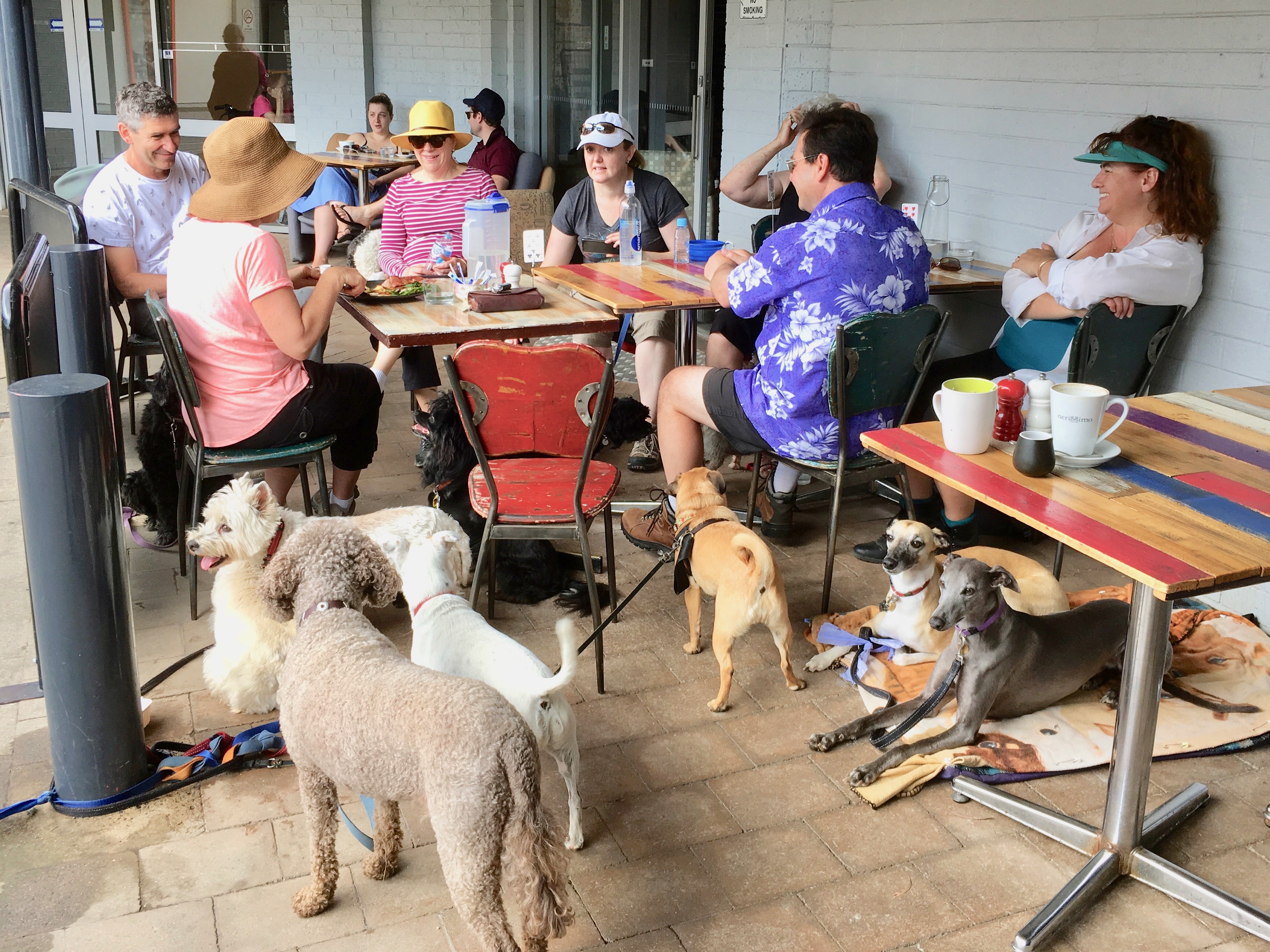 Canberra s Best Dog Friendly Caf s Five More Of Our Favourites