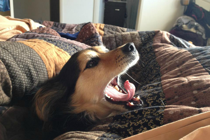 In the doghouse with the RSPCA