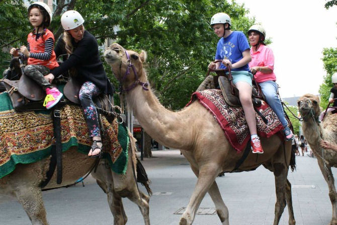 Lights, Camels, Action! Christmas in the City