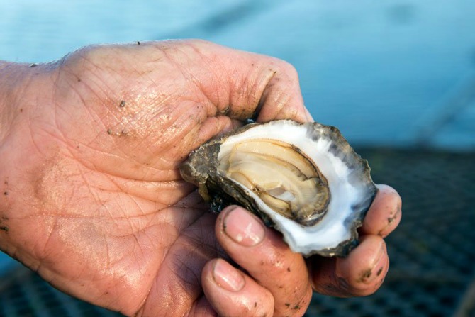 Oyster Appreciation: Some Pearls of Wisdom