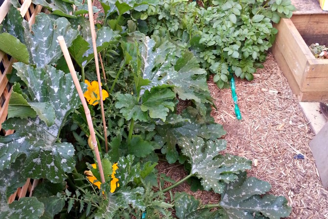 Peas Out: Gardening towards simpler living, Part II