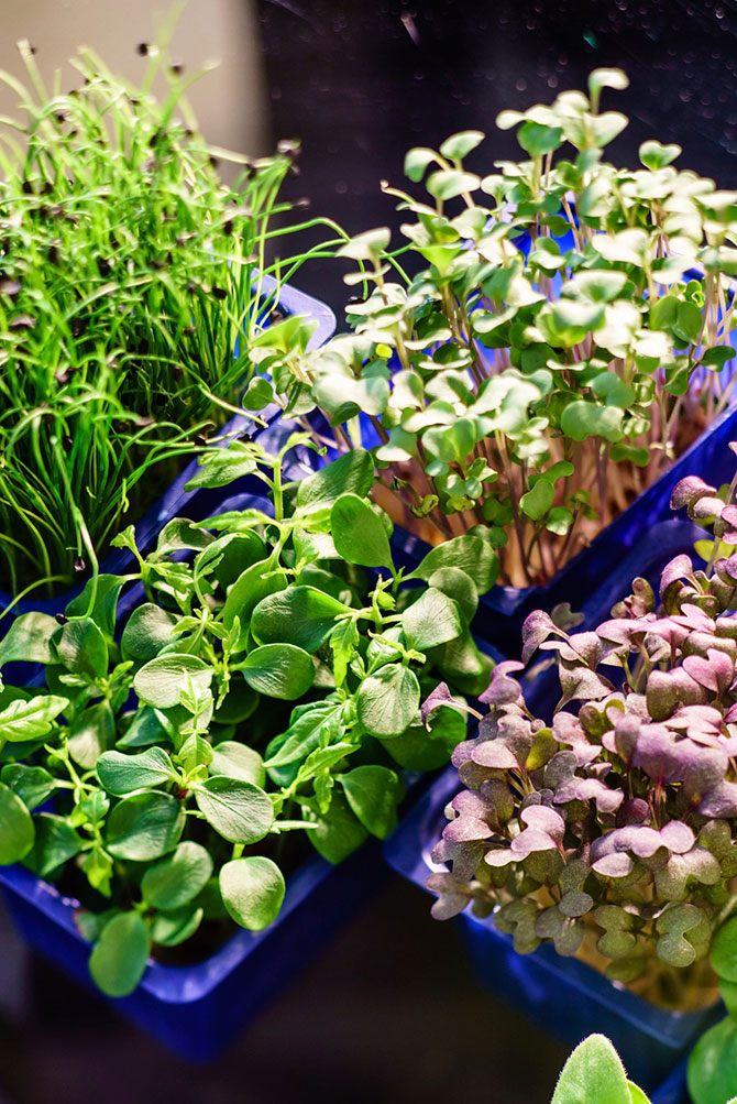 Sustainable life: Mighty Microgreens