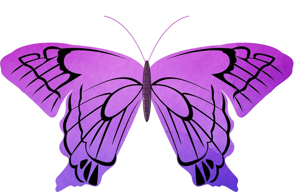 Purple Butterflies for Canberra