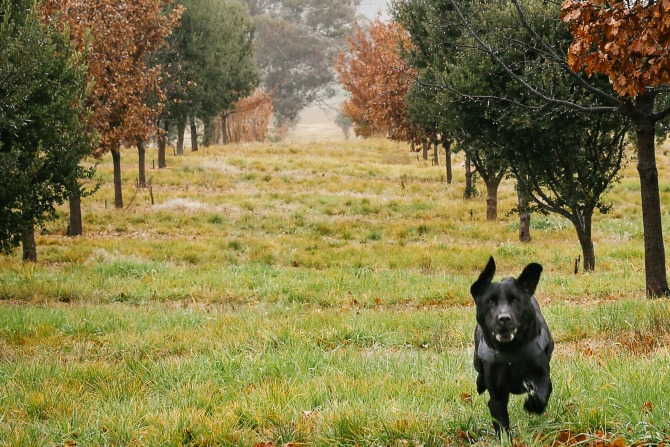 Time to stop and smell the truffles