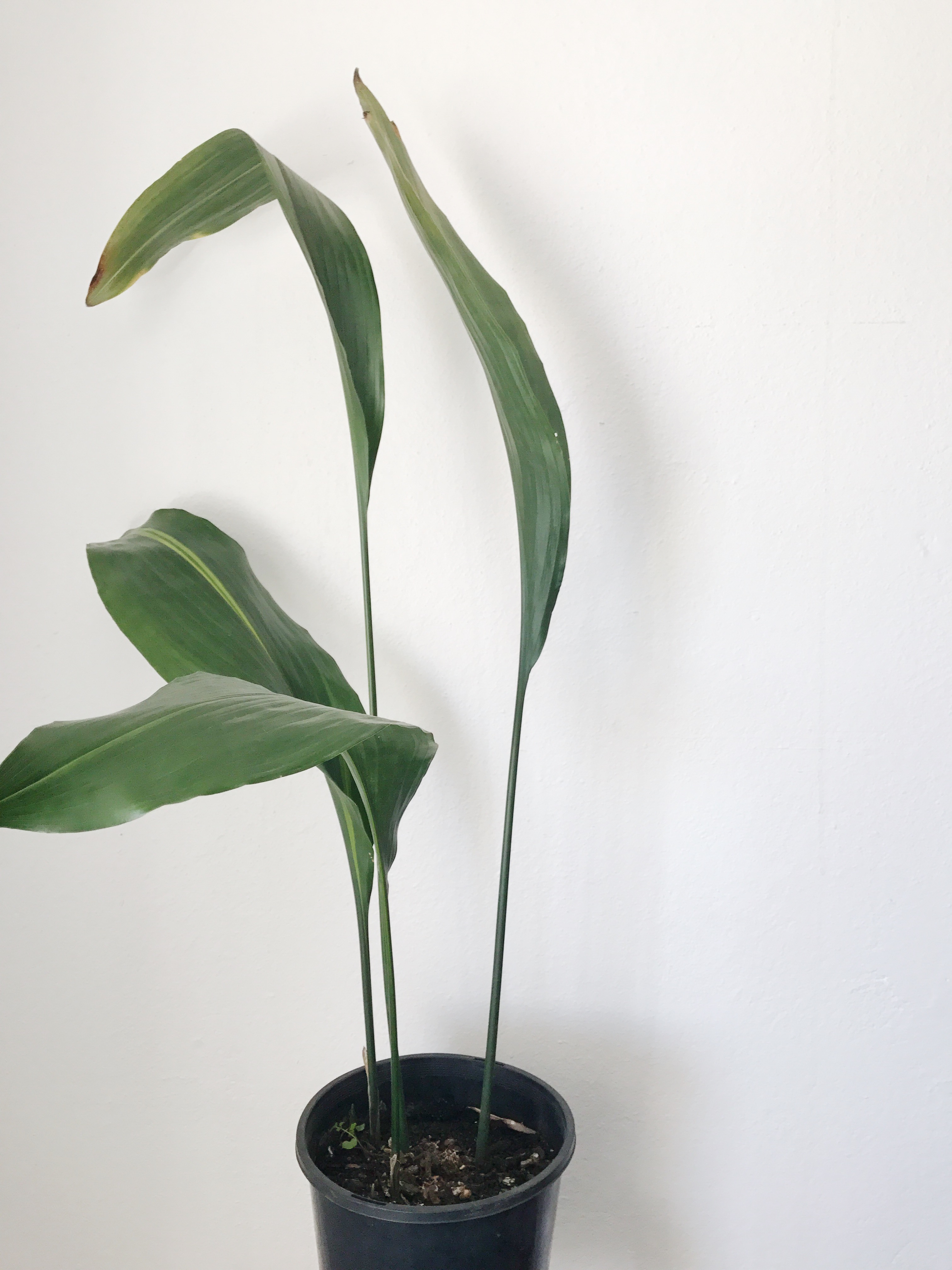 ASPIDISTRA ELIATOR