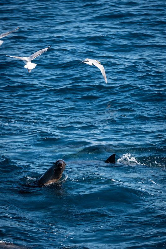 A Canberra Girl’s Guide to Jervis Bay HerCanberra