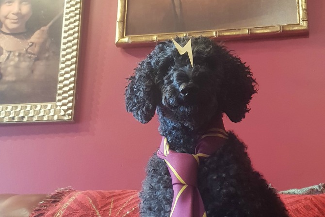 Are these Canberra’s cutest office pets?
