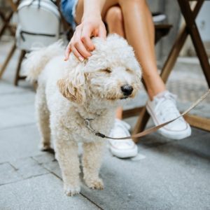 Eight dog friendly cafes in Canberra