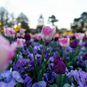 What not to miss this week at Floriade