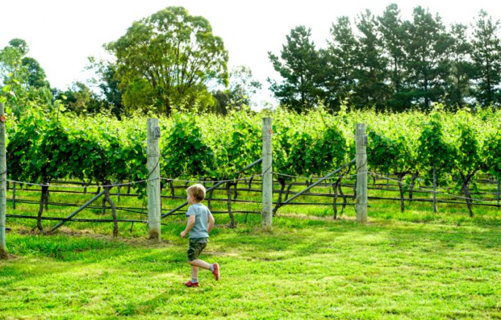 Get to know Canberra’s wine country ahead of Canberra District Wine Week