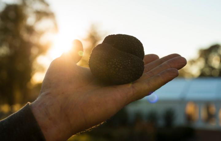What not to miss at The Canberra Region Truffle Festival 2021