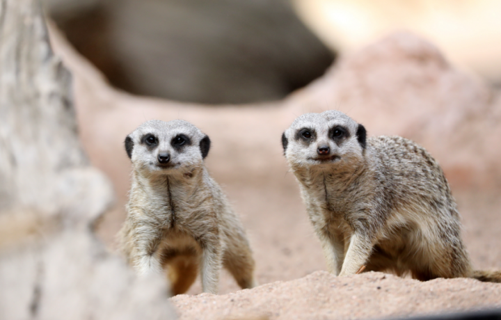 Did someone say a whole year of adorable animal encounters at Mogo Wildlife Park?