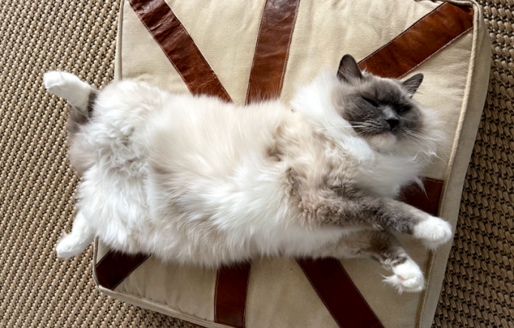 Lockdown pets and how they make a global pandemic better