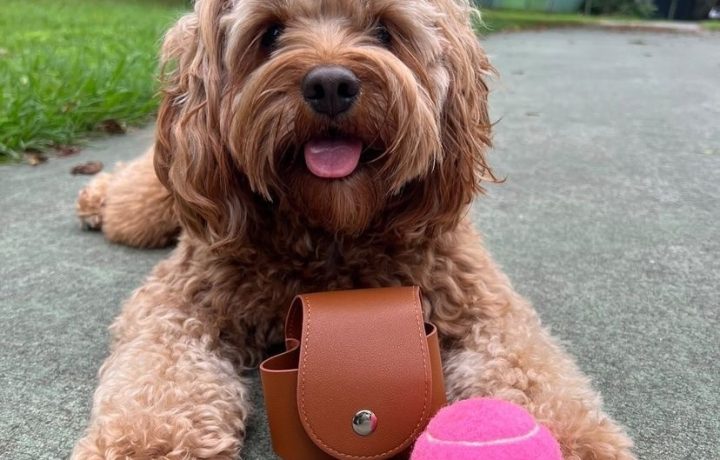 Mila Meets Koda: The stylish dog owner’s best friend