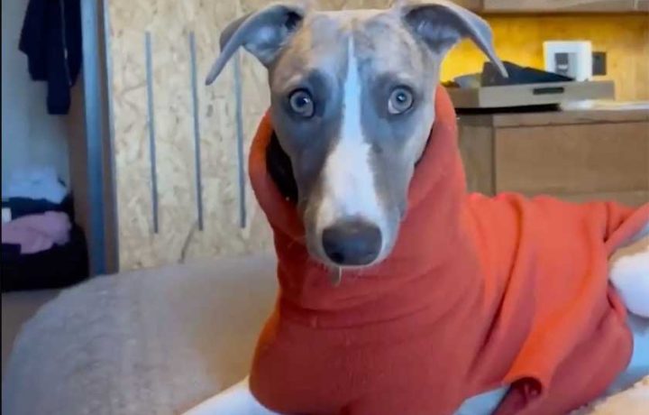 We took our pooch for a furbulous retreat at Ovolo Nishi Hotel