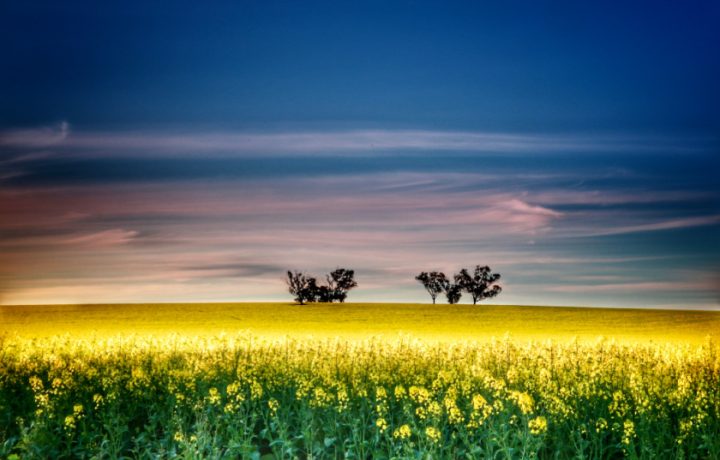 Flowers, food and fun: it’s your last chance to check out the Canola Trail