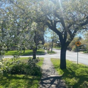 Five blooming good walks for blossom spotting