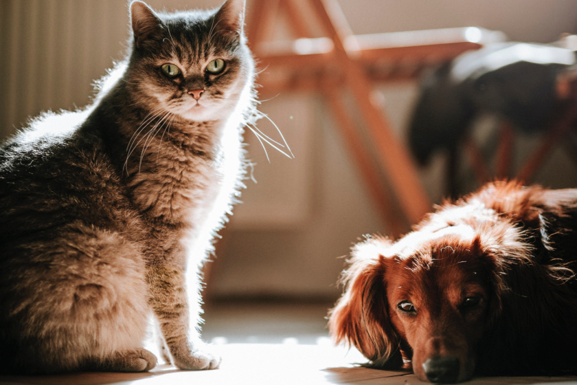 Meet the Tiny Vet Clinic caring for the pets of Canberra’s most vulnerable HerCanberra
