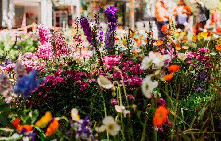 Did someone say ‘free plant giveaway in the city tomorrow’…?