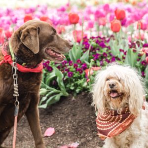 From the final days of Floriade to a Taylor Swift trivia night, this week is packed
