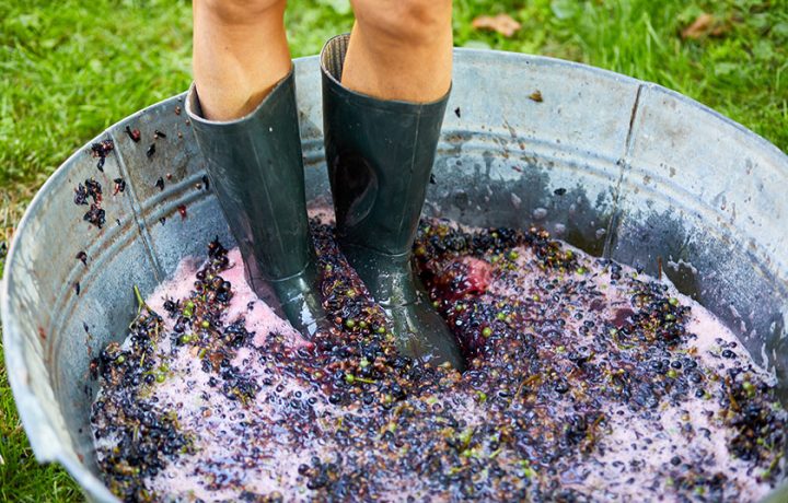 Six ways to celebrate Harvest in the Canberra Wine Region