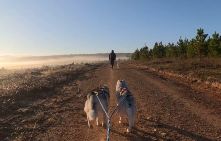 Husky racing? In Canberra? Yes. Meet our passionate dog-sledding community