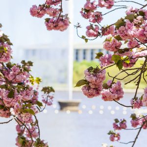Five more blooming good spring walks