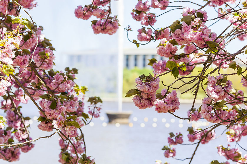 Spring Walk Flower Power Five more blooming good spring walks | HerCanberra