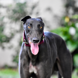 Looking for a new fur-ever friend? This International Day of Happiness you can help a greyhound