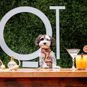 Paw-ty time: High tea gets a four-legged makeover at QT Canberra