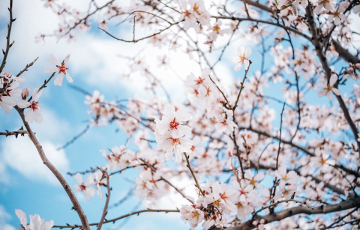 From bud to bloom: spring festivals worth the road trip