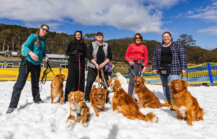 Pawsitively Perfect: Snow Dogs returns to Corin Forest