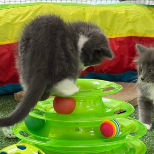 Calling all animal lovers to the Canberra Street Cat Alliance this Cat-urday