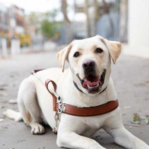 Paws what you're doing - Guide Dogs are taking over The Jetty for this weekend's pat and chat session
